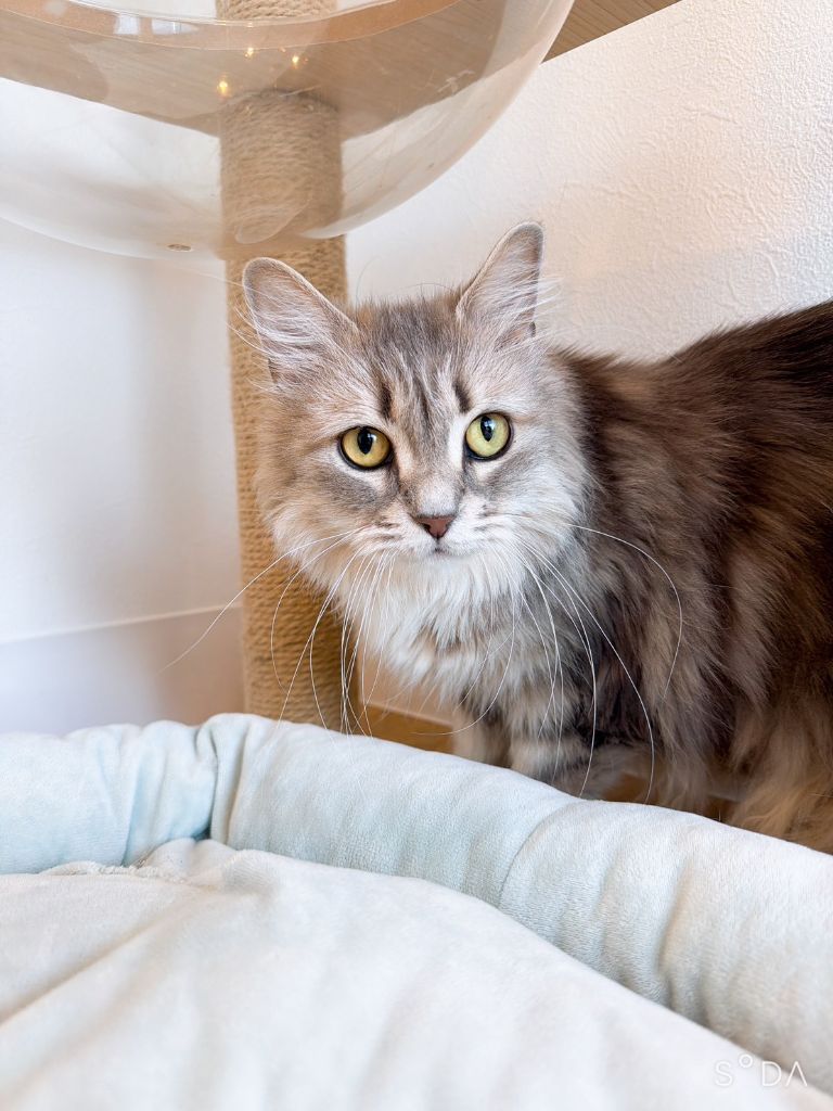 グレーねこちゃん