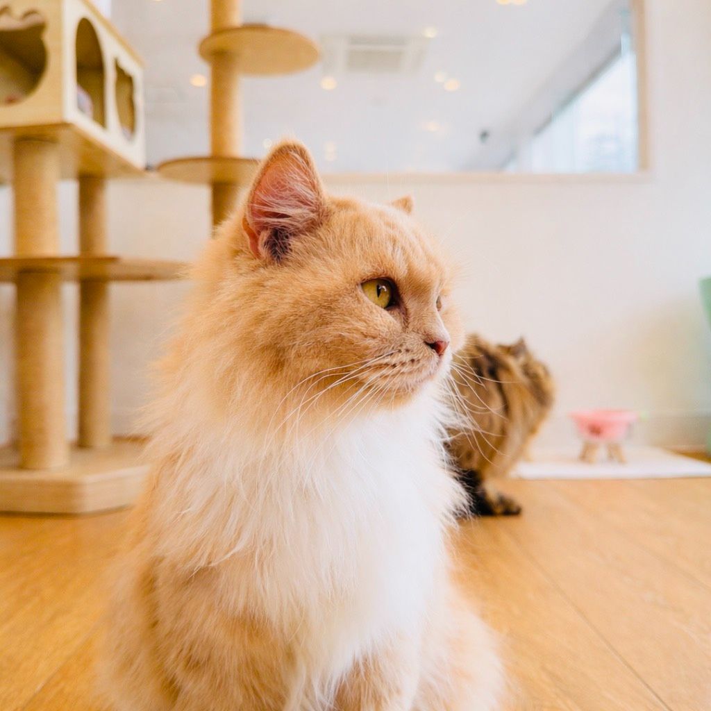 茶白ねこちゃん