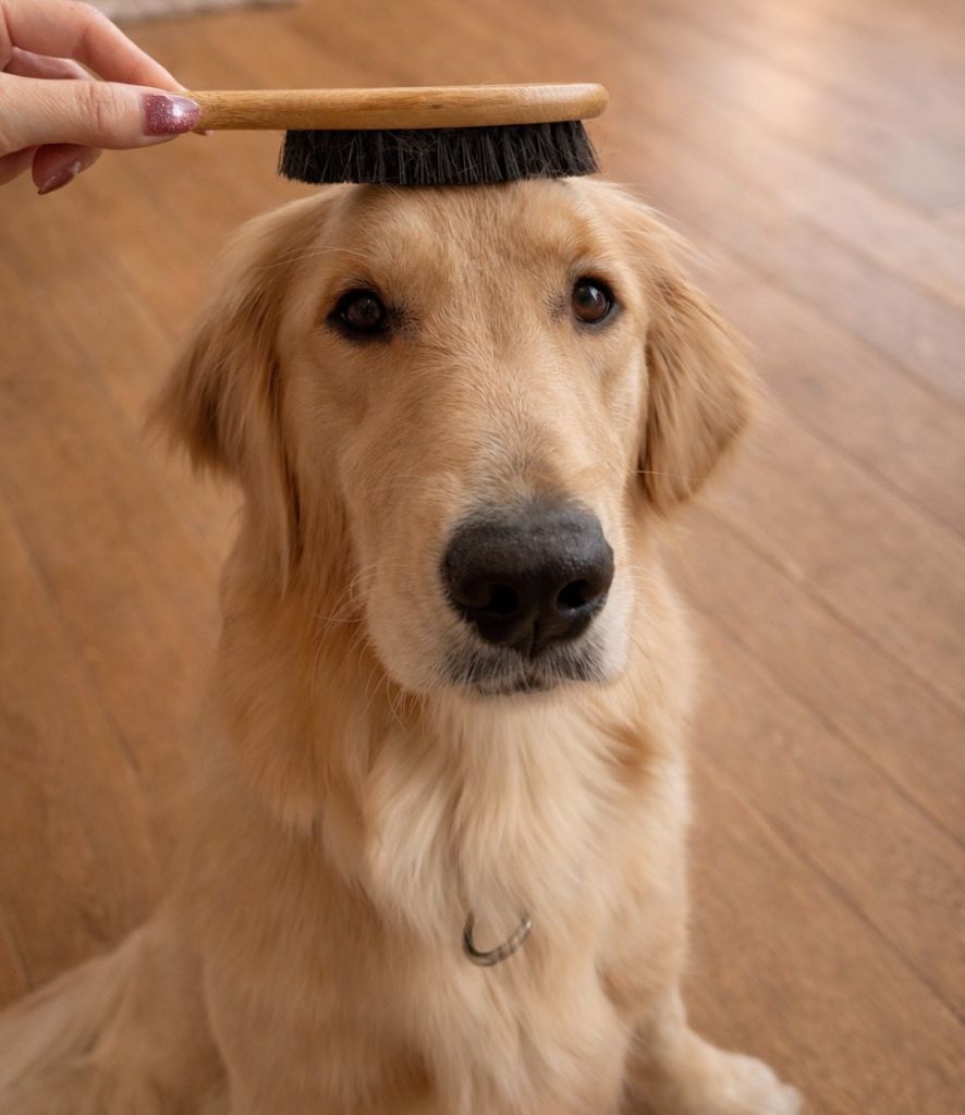 ゴールデンレトリバー